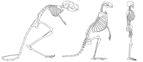 Comparison of the skeletons of three bipedal mammals: an Egyptian jerboa, an eastern gray kangaroo and a human. Image credit: The University of Texas at Austin