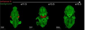 Berkeley Lab researchers identified distant-acting transcriptional enhancers in the developing craniofacial complex and studied them in detail in transgenic mice. Image credit: Berkeley Lab (Click image to enlarge)