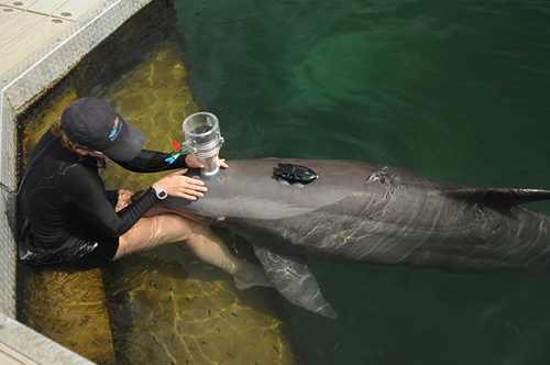 After swimming, each session ends with the dolphin greeting its trainer and giving a series of voluntary breath samples into a custom-made device that measures respiratory flow rates, oxygen and carbon dioxide levels of the expired gas. Image credit: Michael Moore, Woods Hole Oceanographic Institution 