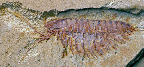 A fossil of the megacheiran Leanchoilia illecebrosa, showing its characteristic forceps-like great appendages. This species is a close relative of the more rare Alalcomenaeus and is likewise a distant relative of scorpions and spiders. (Photo: Xianguang Hou/YKLP, China)