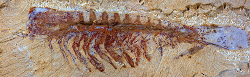 This is the fossil of the megacheiran Alalcomenaeus, a distant relative of scorpions and spiders. (Photo: N. Strausfeld et al.)
