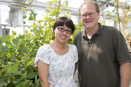 Gary Stacey and Yan Liang. A new discovery by an MU team of researchers could be the first step in helping farmers use less nitrogen for corn, soybeans and other crops. Image credit: University of Missouri 