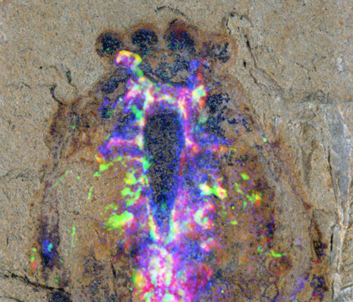 Close-up of the head region of the Alalcomenaeus fossil specimen with the superimposed colors of a microscopy technique revealing the distribution of chemical elements in the fossil. Copper shows up as blue, iron as magenta and the CT scans as green. The coincidence of iron and CT denote nervous system. The creature boasted two pairs of eyes (ball-shaped structures at the top). (Photo: N. Strausfeld/UA)