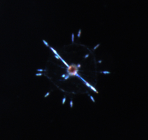 An image of a microscopic Acantharian, which makes its skeleton from celestite (strontium sulfate), taken by OceanCube's CPICS (Continuous Plankton Imaging and Classification System) plankton camera. The actual size of this protozoan is about 0.05 mm or 50 microns. (Photo courtesy of OIST)