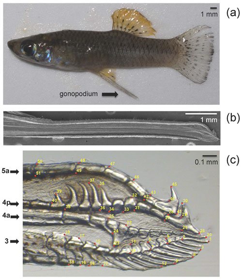 The male Gambusia hubbsi (a) and its sperm-transferring organ (b). The threat of predators is linked to differences in the organ tip’s shape (c). Image credit: North Carolina State University