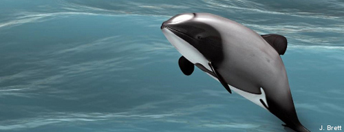 Immer noch nicht sicher in Neuseelands Gewässern - der Maui-Delfin. Image credit: NABU.de