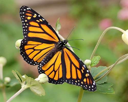 Monarch butterfly resting on a flower petal. Image provided by Fred Ormand and Joyce Pearsall. Photographer: Karen Oberhauser, University of Minnesota 