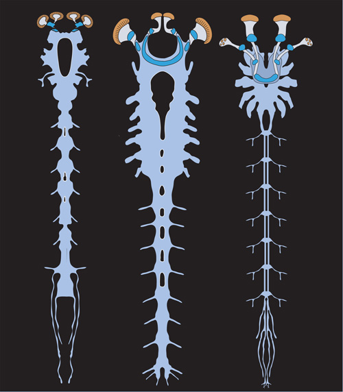 Illustration of the nervous systems of the Alalcomenaeus fossil (left), a larval horseshoe crab (middle) and a scorpion (right). Diagnostic features revealing the evolutionary relationships among these animals include the forward position of the gut opening in the brain and the arrangement of optic centers outside and inside the brain supplied by two pairs of eyes. (Illustration: N. Strausfeld/UA)