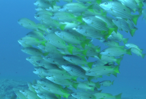 The OceanCube off Okinawa is located in a biodiversity hotspot that is home to ecologically significant coral reefs and reef fishes. The OIST observatory's pan and tilt webcam captured this image of a school of dory snapper (Lutjanus fulviflamma) as it swam by. Machine vision tools are being developed to track and identify fish in these images. (Photo courtesy of OIST)