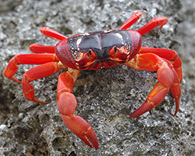 The crabs represent species that do not factor into a lot of climate-change research. The majority of studies focus on changes in temperate climates, such as the future severity and duration of summers and winters. Tropical animals migrate in response to wet-dry seasons. If fluctuations in rainfall become more extreme and frequent with climate change, then scores of animals could be in trouble. Photo by Allison Shaw, Department of Ecology and Evolutionary Biology