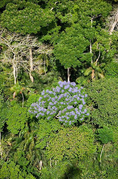 The researchers' findings suggest that the role of tropical forests in offsetting the atmospheric buildup of carbon from fossil fuels depends on tree diversity. Though legumes are not specifically coveted or threatened, forest degradation comes with a general loss of biodiversity. The essential role of legumes in tropical-forest health and speed-of-recovery implies that if their numbers plummet then the health of the surrounding forest would likely be affected for a very long time. The photo above is of a tropical forest on Barro Colorado Island, Panama. (Photo courtesy of the Smithsonian Tropical Research Institute)