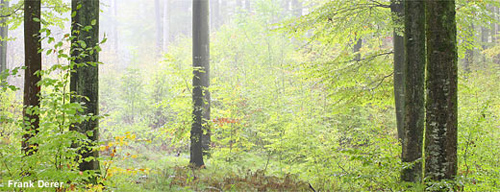 Ausflugsziel, CO2-Speicher oder Lebensraum für Tiere und Pflanzen – was bedeutet Ihnen der Wald? Image credit: NABU.de