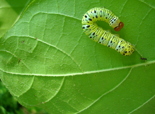 An Azteca ant approaches a caterpillar on an Ecuador laurel leaf in Jalisco, Mexico. Once the ant finds a caterpillar, it recruits nestmates to the leaf, and they bite the caterpillar's underside. Larger ant colonies send more ants to attack such intruders. Together, the ants can chase caterpillars many times their size from the tree. Image credit: Elizabeth G. Pringle