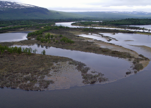 Sedges and willow trees get the nitrogen they need from cyanobacteria living in the sediments of pristine boreal floodplains found at 60 degrees latitude and north into the Arctic Circle. Image credit: T DeLuca/U of Washington