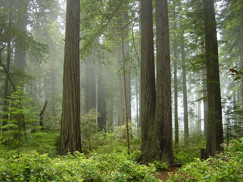 Coast Redwood forest and understory plants — in Redwood National Park, California. Image credit: Michael Schweppe (Image source: Wikipedia)