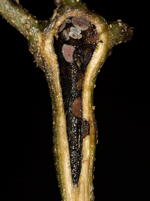 Cross-section of an Ecuador laurel stem cavity, where Azteca ants nest. An adult tree has hundreds of stem cavities, and a single colony of Azteca ants typically occupies all the cavities in a given tree. Pink scale insects feed on sap from the laurel stem and produce sugar for the nesting ants. Adult ants are approximately the same size as their larvae, which are visible in this photo — taken in Costa Rica — as white rods at the top of the cavity. Image credit: Jeffrey C. Miller