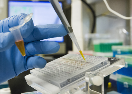 A laboratory procedure taking place in the diabetes research lab of Dr. Michael Schwartz. Image credit: Clare McLean