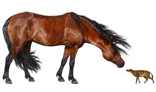 An artist's rendering of the early horse Hyracotherium (right) alongside a modern-day horse. Researchers found that Hyracotherium body size decreased 19 percent during a global warming event about 53 million years ago. Image credit: Danielle Byerly, University of Florida