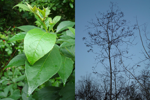 Ecuador laurel trees in the wet season (left) and dry season. Azteca ants are visible on the upper leaves in the photo on the left. The trees grow new leaves each rainy season, and those leaves produce the tree's carbon-based food. In tropical forests where water is scarce, laurel trees make less carbon and pay ants more to protect their leaves. Image credit: Elizabeth G. Pringle