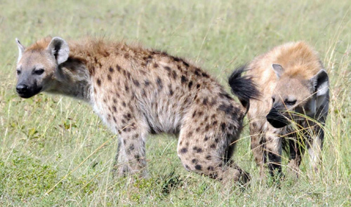 Hyenas scent posts may be short, relatively speaking, yet they convey an encyclopedia of information about the animals that left them. Image courtesy of MSU 