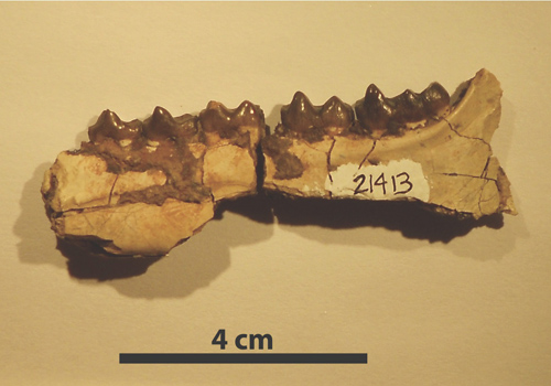 Jawbone fossil of the early horse Hyracotherium, collected in the Bighorn Basin region of Wyoming. Researchers found that Hyracotherium body size decreased 19 percent during a global warming event about 53 million years ago. Image credit: Abigail D'Ambrosia, University of New Hampshire