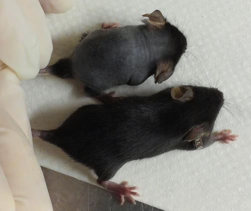 The Leigh syndrome mouse on the left shows the hair loss and short stature characteristic of the disorder. For comparison is a normal mouse on the right. Image credit: Melana E. Yanos