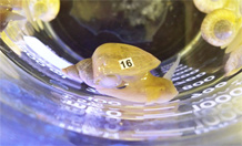 Pond snails respond to stressful events in a similar way to mammals, making them a useful model species to study learning and memory. Image credit: University of Exeter