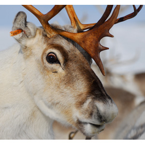 Arctic reindeer. Image credit: Professor Erling Nordøy