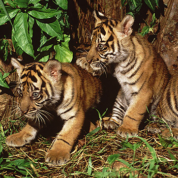 Sumatratiger. Image credit: © Alain Compost / WWF