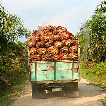 Transport von Palmfrüchten. Image credit: © WWF