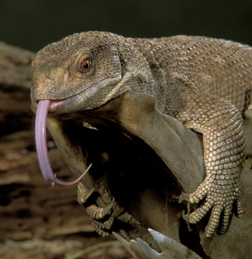 A monitor lizard hugs a branch. A new University of Utah study found that air flows mostly in a one-way loop through the lungs of savannah monitor lizards, just as it does in birds, alligators and presumably dinosaurs. The discovery means this unusual one-way airflow may have evolved 270 million years ago – 100 million years before birds first flew. Photo Credit: © Cheryl A. Ertelt