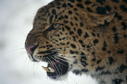 Endlich gibt es wieder mehr Amur-Leoparden in Russland – das hat eine Zählung gezeigt. Derzeit sollen rund 50 Tiere durch die Wälder nahe Wladiwostoks streifen. Außerdem gibt es neue Aufnahmen aus einer Kamerafalle in China. Sie zeigen eine Amur-Leopardin mit zwei Jungtieren. Das spricht dafür, dass sich die Art auch wieder in der Volksrepublik ausbreitet. Amur-Leoparden zählen zu den gefährdetsten Säugetieren der Welt. 2008 waren nur noch rund 30 Tiere gezählt worden. Bereits 2012 zählte die Art zu den Gewinnern. Damals war ein neuer Nationalpark eingerichtet worden. Image credit: © naturepl.com / Lynn M. Stone / WWF-Canon