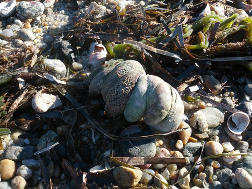 Atlantic slipper limpets are common marine snails native to the northeastern coast of the U.S. (Photo by Karen Chan, Woods Hole Oceanographic Institution)