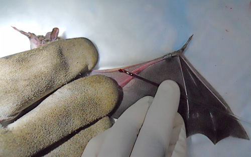Blood sample being taken from a common vampire bat. Photo by Daniel Streicker