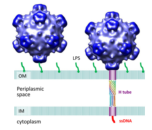 Researchers have discovered a tube-shaped structure that forms temporarily in a certain type of virus to deliver its DNA during the infection process and then dissolves after its job is completed. The tube is long enough to span the inner and outer cell membranes of an E. coli bacterium, bridging the "periplasmic space" in between. (Image credit: Lei Sun/Purdue University)