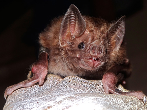 Close-up of a common vampire bat. Photo by Daniel Streicker