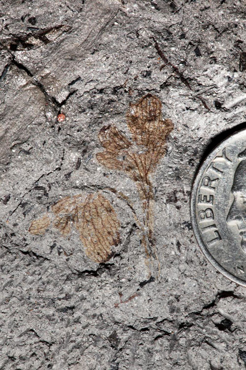 The compound leaves of Potomacapnos apeleutheron identify the 120 million-year-old plant fossil as the earliest known North American member of the eudicots, the largest group of flowering plants. The fossil plant, which resembles a modern bleeding heart, was found in a fossil bed at Dutch Gap, VA. Photo credit: Nathan Jud