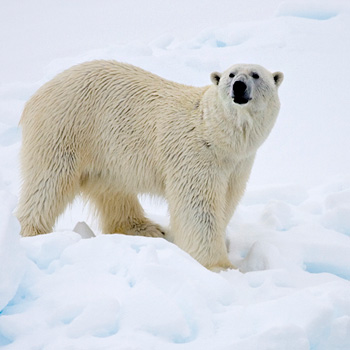 Eisbär Ursus maritimus. Image credit:  © Sindre Kinneroed / WWF