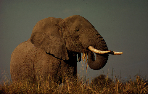 Für die Dickhäuter war 2013 kein gutes Jahr. In Afrika wurden seit Jahresanfang mindestens 22.000 Elefanten zum Opfer skrupelloser Krimineller, die es auf ihre Stoßzähne abgesehen haben. Wieder liegt im Jahr 2013 damit die Wildereirate über der natürlichen Geburtenrate von Elefanten. Einige Populationen sind deshalb vom Aussterben bedroht. Image credit: © Y.-J. Rey-Millet / WWF-Canon