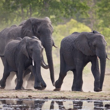 Elefanten in Zimbabwe. Image credit: © Michael Poliza / WWF