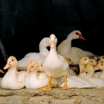 Im Jahr 2011 verbrauchte jeder Deutsche 1,1 kg Ente. Image credit: © Ola Bielska / WWF