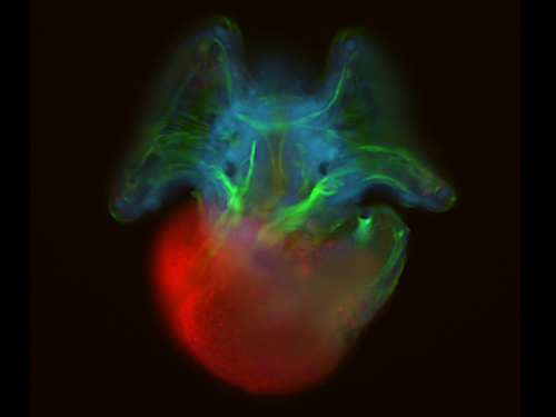 Epifluorescent microscopy image of an Atlantic slipper limpet (Crepidula fornicata) veliger larva. (Microscopy image by Andreas Hejnol, Sars International Centre for Marine Molecular Biology)