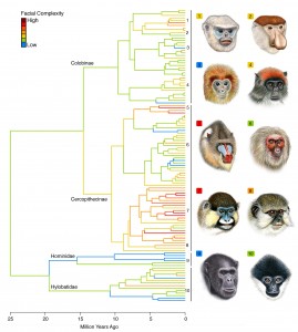 10 species of primates. Faces of 10 primate species. Species shown in pictures are: (1) Tonkin Snub-nosed Monkey, Rhinopithecus avunculus, (2) Proboscis Monkey, Nasalis larvatus, (3) Javan Langur, Trachypithecus auratus, (4) Ugandan Red Colobus, Piliocolobus tephrosceles, (5) Mandrill, Mandrillus sphinx, (6) Stump-tailed Macaque, Macaca arctoides, (7) Moustached Guenon, Cercopithecus cephus, (8) Angolan Talapoin Monkey, Miopithecus talapoin, (9) Common Chimpanzee, Pan troglodytes and (10) Northern White-cheeked Gibbon, Nomascus leucogenys. Warmer colors indicate more highly complex faces — that is faces in which the pattern is composed by many colors. Image credit: Illustrations copyright 2012 Stephen D. Nash/IUCN/SSC Primate Specialist Group (Click image to enlarge)