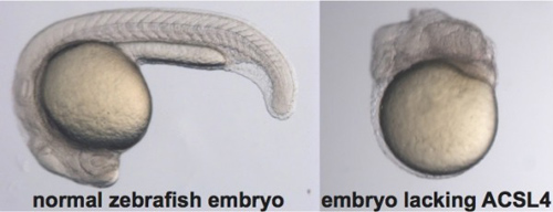 Aside-by-side comparison of a normal zebrafish embryo and a zebrafish embryo lacking ACSL4. Image credit to RosaLinda Miyares. 