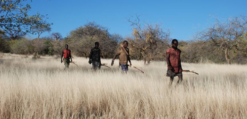The Hadza people of Tanzania wore wristwatches with GPS trackers that followed their movements while hunting or foraging. Data showed that humans join a variety of other species including sharks and honeybees in using a Lévy walk pattern while foraging. (Photo by Brian Wood/Yale University)