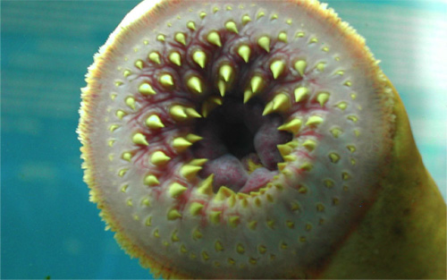 The inside of the virus' protein tube appears to be equipped with molecules that grasp DNA and funnel it along the one-way passage, analogous to the teeth found in the mouth of a giant sea lamprey as pictured here. Image credit: University of Arizona