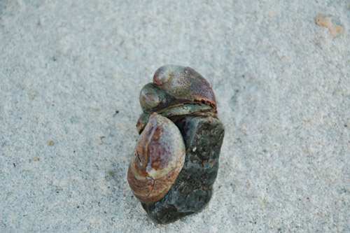 Atlantic slipper limpets have become invasive marine species around the world and are a nuisance especially in Europe. (Photo by Alison Lee Satake, Woods Hole Oceanographic Institution)