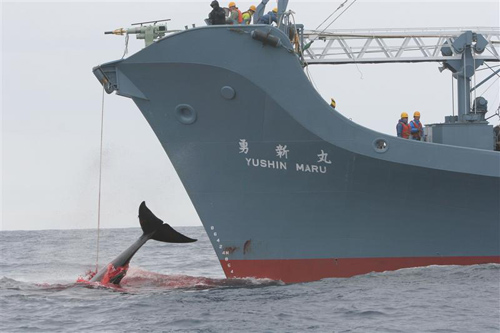 Japanischer Walfang in der Antarktis. Das Fangschiff "Yushin Maru" verletzt beim ersten Versuch einen Wal mit der Harpune und benötigt noch drei weitere Versuche, bis der Wal endlich erlegt ist. Der Wal erstickt schließlich unter dem Harpunendeck des Schiffes. Image copyright: (c) Kate Davison/Greenpeace