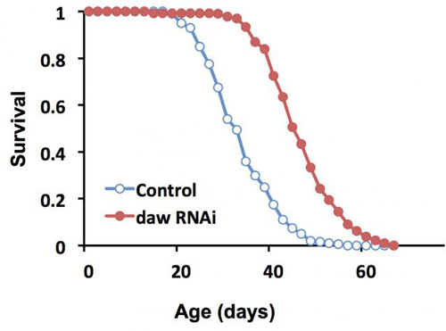 The life of flies. Flies in which expression of the protein dawdle was suppressed lived substantially longer than control flies. At about 40 days, a low percentage of control flies still lived, while a high percentage of dawdle-suppressed flies were still alive. Image credit: Tatar lab/Brown University