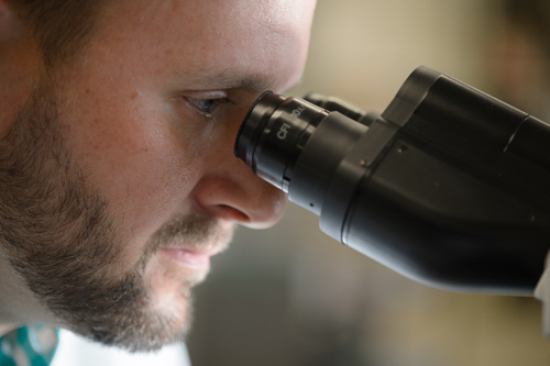 MSU's Mark Aupperlee, a postdoctoral researcher, reviews a breast cancer tumor under a microscope. Photo by G.L. Kohuth 